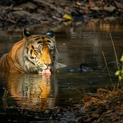 Bandhavgarh Images by Srikrishna Das