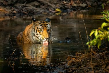 Bandhavgarh Images by Srikrishna Das