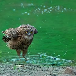 Bandhavgarh Images by Srikrishna Das