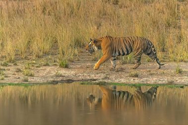Bandhavgarh Images by Srikrishna Das