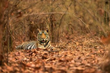 Bandhavgarh Images by Srikrishna Das