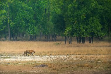 Bandhavgarh Images by Srikrishna Das