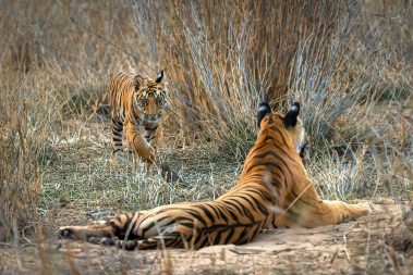Bandhavgarh Images by Srikrishna Das