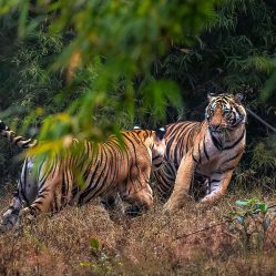 Bandhavgarh Images by Srikrishna Das