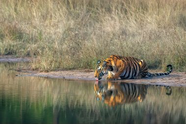 Bandhavgarh Images by Srikrishna Das