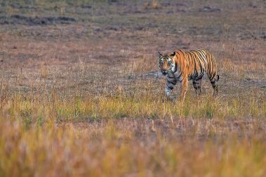 Bandhavgarh Images by Srikrishna Das