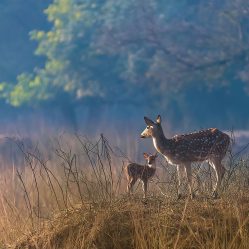 Bharatpur Images by Srikrishna Das