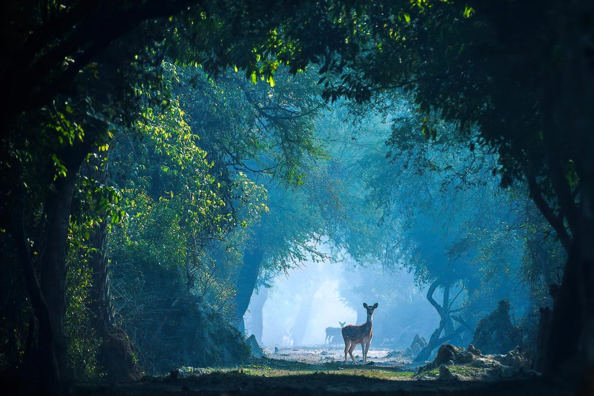 Bharatpur Images by Srikrishna Das