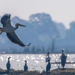 Bharatpur Images by Srikrishna Das