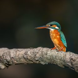 Bhitarkanika Images by Srikrishna Das