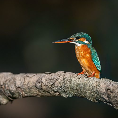 Bhitarkanika Images by Srikrishna Das