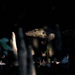 Bhitarkanika Images by Srikrishna Das