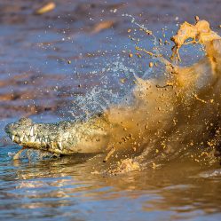 Bhitarkanika Images by Srikrishna Das