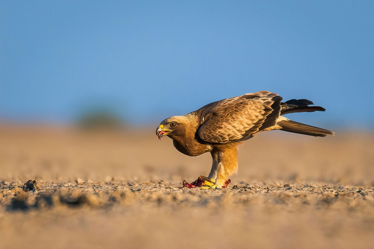 LRK Images by Srikrishna Das