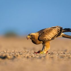 LRK Images by Srikrishna Das