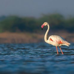 LRK Images by Srikrishna Das