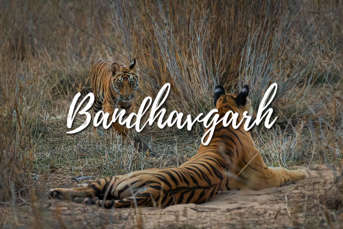 Bandhavgarh