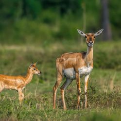 Bhetanai Images by Srikrishna Das