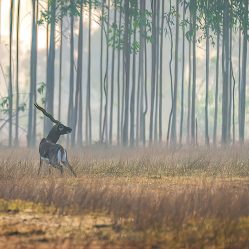 Bhetanai Images by Srikrishna Das