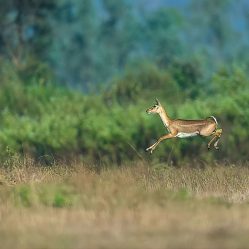 Bhetanai Images by Srikrishna Das