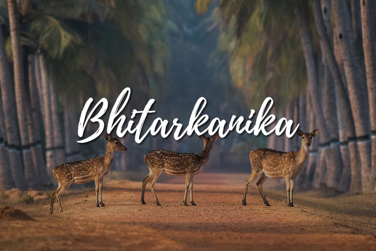 Bhitarkanika