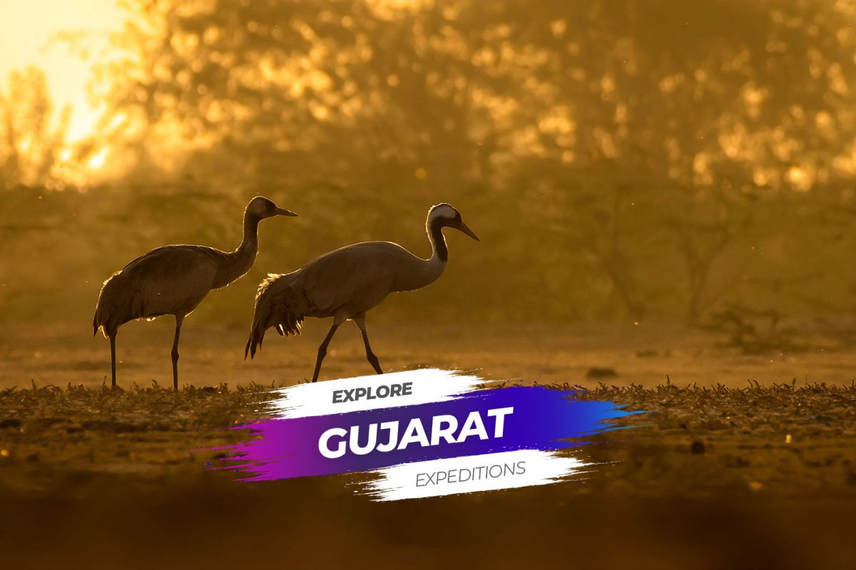 Explore Gujarat