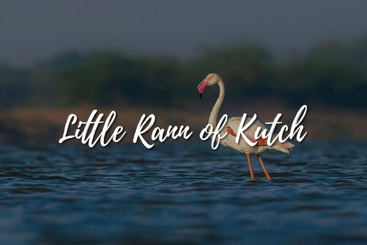 Little Rann of Kutch