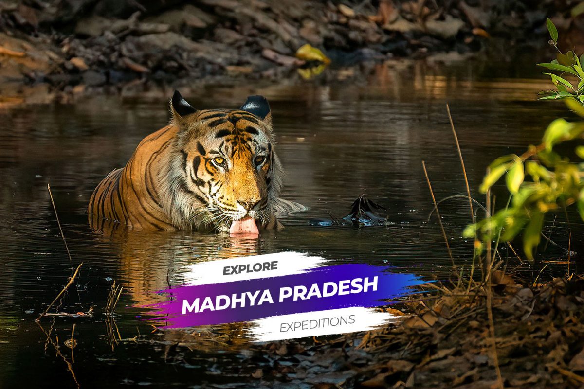 Explore Madhya Pradesh