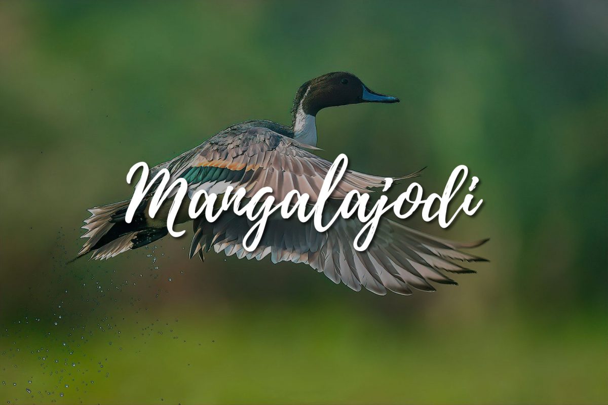 Mangalajodi