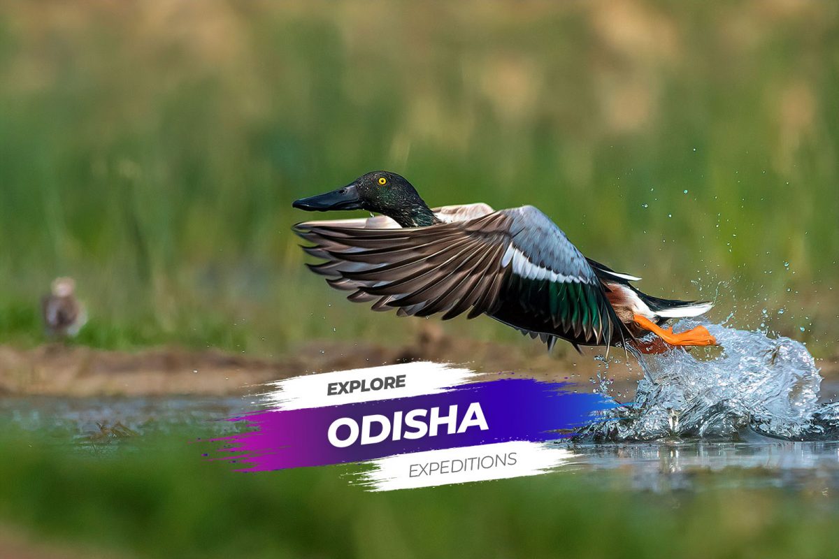Explore Odisha